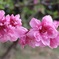 桃の花