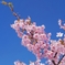 萩シーマート河津桜