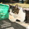 真剣な猫