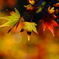 紅葉02