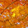 紅葉04