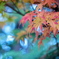 紅葉06
