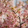 新川千本桜にて