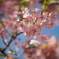 新川千本桜にて