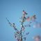 新川千本桜にて