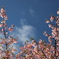 新川千本桜にて
