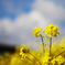江戸川の菜の花