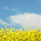 江戸川の菜の花