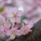 河津桜
