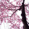 住宅街の桜