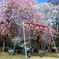 桜の木の下