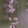 Weeping plum