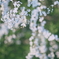 お花②