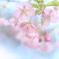 桜色