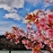 第三千九百七作　「桜ふるふる　午后三時」　静岡県舟明