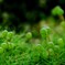 苔の世界２５－３１（タマゴケ）
