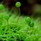 苔の世界２５－３２（タマゴケ）