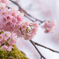 安行桜