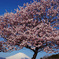 春めき桜①