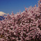 春めき桜③