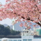 尾道海岸通り (2) 250321-854