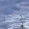 雪とセツブンソウ