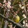 春はもうすぐ