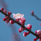 あんずの花