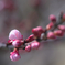 あんずの蕾