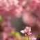 桜 花