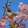 河津桜とメジロ