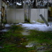 苔と雪の共生