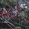 雨の日の梅の花