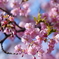 晴れた日の河津桜