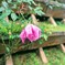 雨の日の小さな幸せ