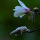 日比谷公園の辛夷の花