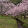 桜の森