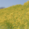 菜の花畑（マザー牧場）