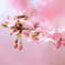 蕾