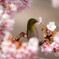 秘密の花園
