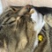 ねこ