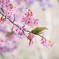 桜にメジロ　Ⅰ