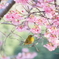 桜にメジロ　Ⅱ