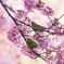 桜にメジロ　Ⅲ