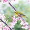 桜にメジロ　Ⅳ