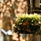 shower of light and flower basket