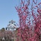 IMG20250322121306