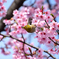 修善寺寒桜から飛び出す