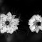 Monochrome_07