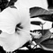 Monochrome_08